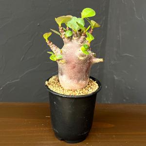 観葉植物 アデニウム アラビカム ブラックスキン 3号
