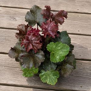 草花の苗 ヒューケラ ヘブン(3色ミックス植え)...の商品画像