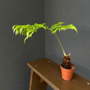 観葉植物 タカワラビ ゴールデンチャウチャウ（キンモウコウ） 2.5号鉢植え