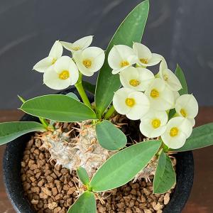 観葉植物 ユーフォルビア パルビメデューサ×ミリー３号鉢植え