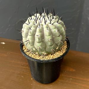 観葉植物 コピアポア 黒王丸 3.5号
