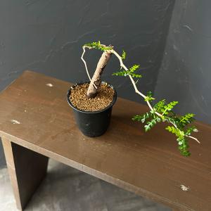 観葉植物 オペルクリカリア パキプス（根挿し・ちょっと大きめ） 3号鉢植え