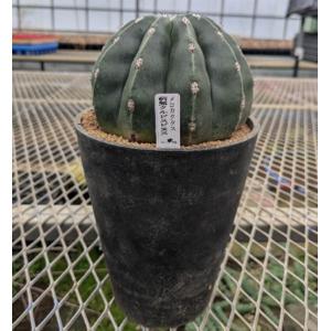 観葉植物 サボテン メロカクタス クルビスピヌス（トゲなし） 5号鉢植え