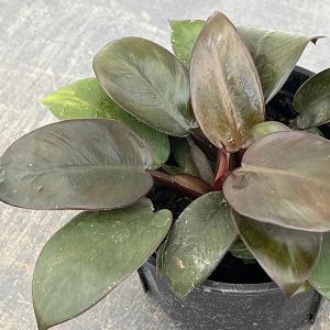 観葉植物 フィロデンドロン ブラックカーディナル（ミューテーション） 3.5号ポット
