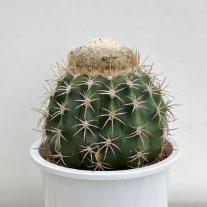 観葉植物 サボテン メロカクタス ハクレイウン（白麗雲） 7号鉢植え