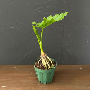 観葉植物 フィロデンドロン セローム根上がり3号鉢植え