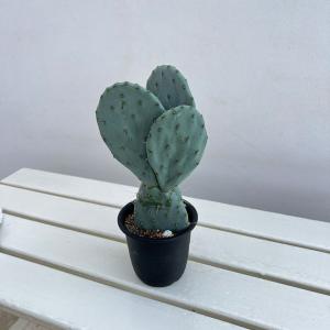 観葉植物 ウチワサボテン オオマルボン（大丸盆） 3号鉢植え*