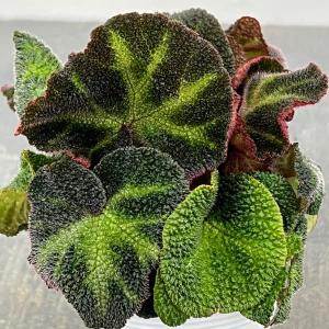 観葉植物 ベゴニア ソリムタータ 2.5号ポットの商品画像