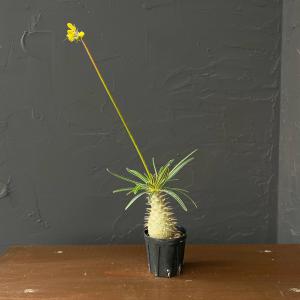 観葉植物 サマーセール パキポディウム グラキリス（国内実生3〜4年株）2号26-03