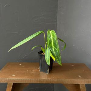 観葉植物 アンスリウム ワロクアナム 3号ポットの商品画像