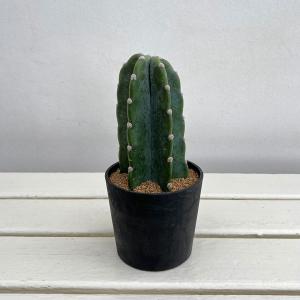 観葉植物 サボテン ハシラサボテン トゲナシキメンカク 3.5号鉢植え