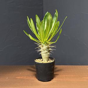 観葉植物 パキポディウム アンボンゲンセ 2号