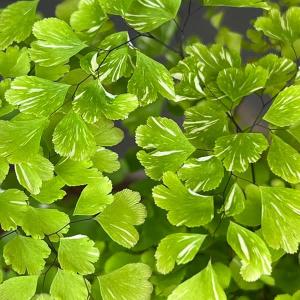 観葉植物 アジアンタム スノーフレーク 3号鉢植え