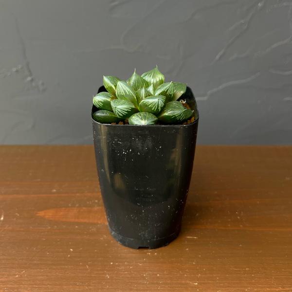 観葉植物 ハオルチア 大紫オブツーサ 2.5号鉢植え*