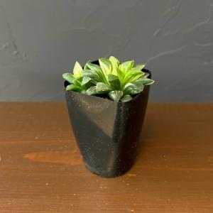 観葉植物 ハオルチア 姫美人錦 2.5号鉢植え*