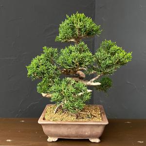 真柏(シンパク)26-04 小品盆栽の商品画像