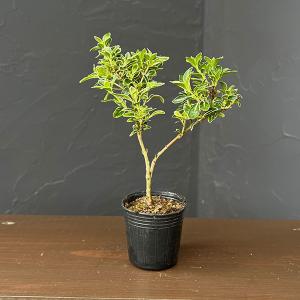 山野草の苗 サマーセール カジュアル盆栽 ハクチョウゲ(白丁花)斑入り 2号ポット