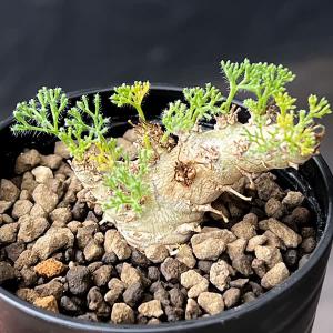観葉植物 モンソニア ペニクリナム×ムルチフィダ 2.5号鉢植え