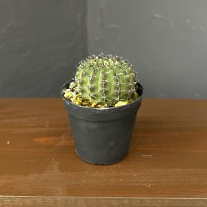 観葉植物 サボテン ギムノカリキウム 黒刺鳳頭(...の商品画像