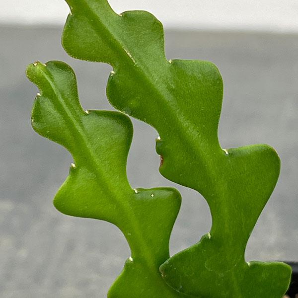 観葉植物 フィッシュボーンカクタス2号ポット