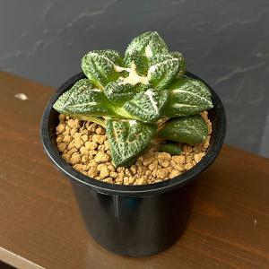 観葉植物 アリオカルプス 亀甲牡丹 ゴジラ（実生） 4号鉢植え