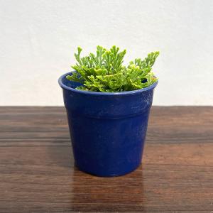 山野草の苗 イワヒバ(イワマツ) 綾錦3号ポットの商品画像