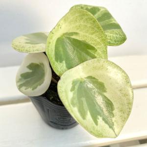 観葉植物 ペペロミア バーダントフレイム3号ポット