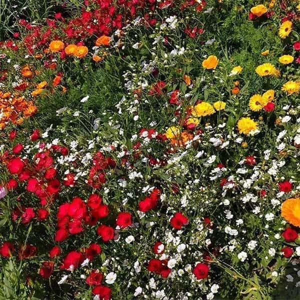 ワイルドフラワー アソートミックス200g 空地の雑草対策や景観づくりに 春・秋まきの草花タネ 10...
