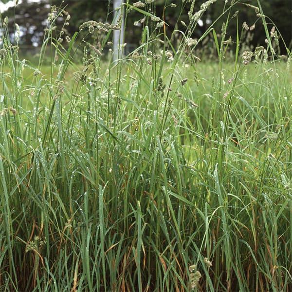牧草種子 オーチャードグラス 1kg 牧草・放牧・採草・緑化 春・秋まき タネ