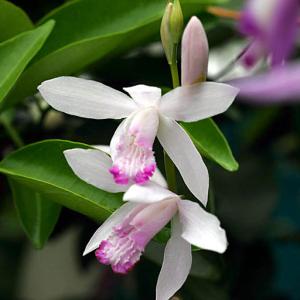 クリスマスローズ開花株 DDグロッシーカラー☆グロスレッド 237 現品