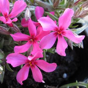 草花の苗 シバザクラ(芝桜) 赤系 3号ポットの商品画像