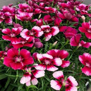 草花の苗 ダイアンサス ベンティパフェ クリムソンアイ 3.5号ポット