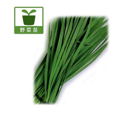 野菜の苗/大葉ニラ3〜3.5号ポット4ポットセット