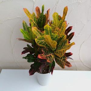 観葉植物：ポリシャス ロベル*7号セラアート鉢 受皿付 バークチップ