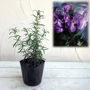 ローズマリー 苗 【プロストラタス （半匍匐性タイプ クリーピング