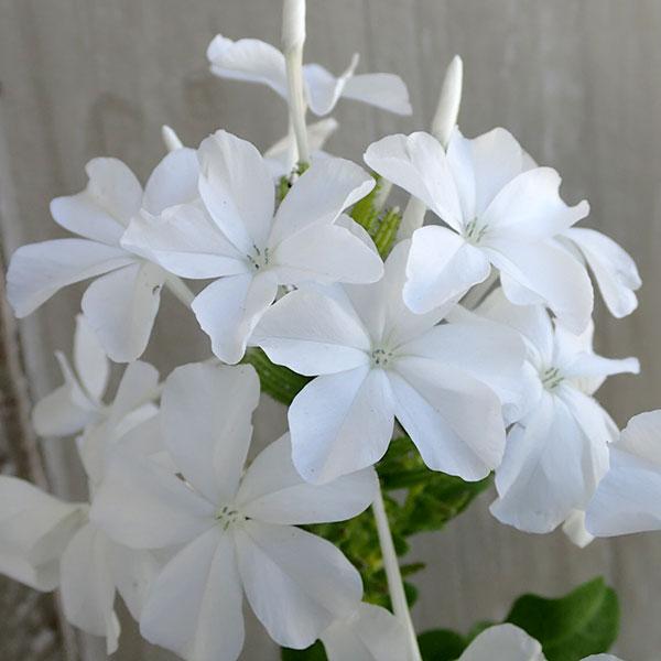 草花の苗/プルンバーゴ（ルリマツリ）ホワイト3〜3.5号ポット2株セット