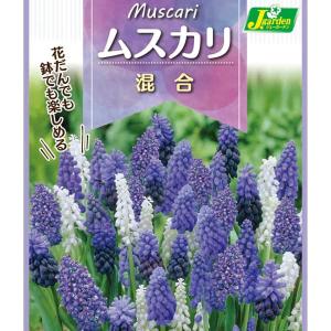 球根 26年9月中下旬予約 ムスカリ 混合10球入り