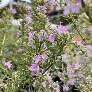 ローズマリー 立性の商品一覧 通販 Yahoo ショッピング