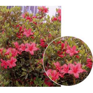 紫の花が咲く木 5月 苗木 植木 の商品一覧 花 ガーデニング 通販 Yahoo ショッピング