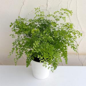 園芸ネット シダ類 観葉植物 Yahoo ショッピング