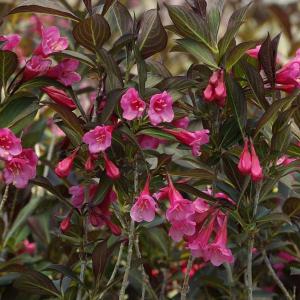 ウツギの花 ピンク 花 ガーデニング の商品一覧 通販 Yahoo ショッピング