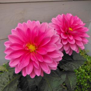 ダリア苗の商品一覧 通販 Yahoo ショッピング