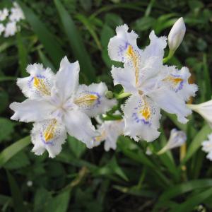 礼文アツモリソウ 花1芽株 : 岩崎園芸ネットストア Yahoo店 - 通販