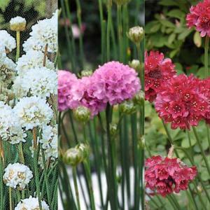 クリスマスローズ開花株 SS両面絞り咲きゴールド 110 現品限り : 金井