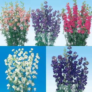 クリスマスローズ 花 苗 冬 春 チベタヌス 鉢植え ベインが入るピンク