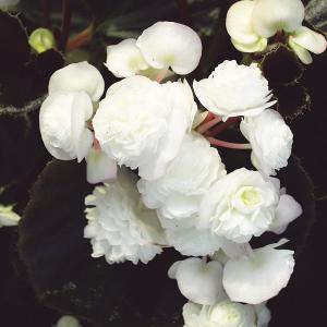 草花の苗 ベゴニア ダブレットホワイト3号ポット