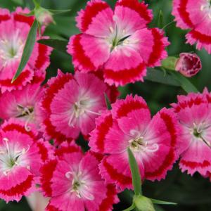 四季咲きナデシコの商品一覧 通販 Yahoo ショッピング