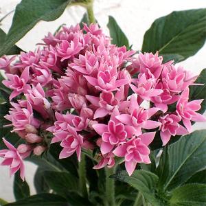 見元園芸 ポピー ブラックマジック 3号ポット苗 mimoto 寄せ植え 花壇