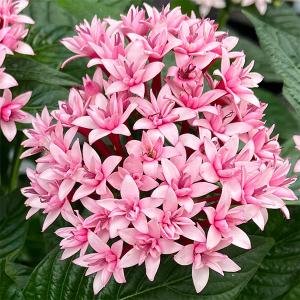 アルストロメリア・オレンジパーフェクションの苗 : 植物・園芸専門店
