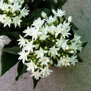 草花の苗/ペンタス（八重咲き）：ライカ ホワイト3.5号ポット